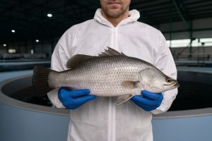 Biban de mare australian, unic în Europa – peștele care redefinește siguranța alimentară în acvacultură controlată